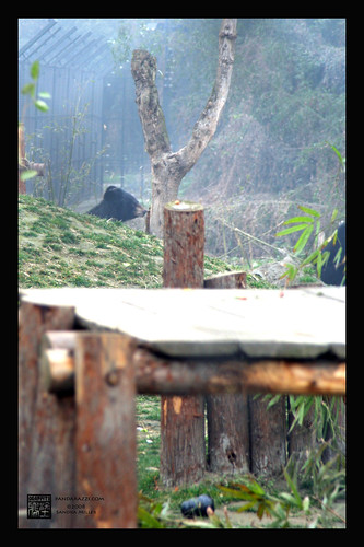 ANIMALS ASIA FOUNDATION, CHENGDU CHINA MOONBEAR RESCUE 2/08
