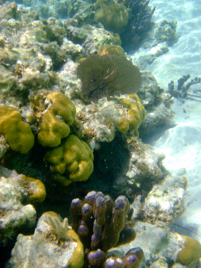 Coral off of Caye Caulker