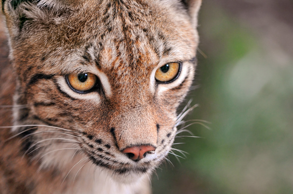 Close lynx.