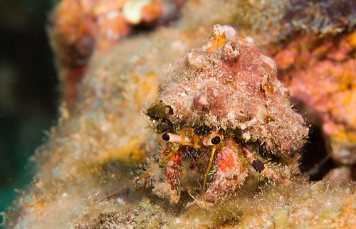 Bloody Hermit Crab