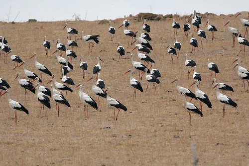 White Storks on migration