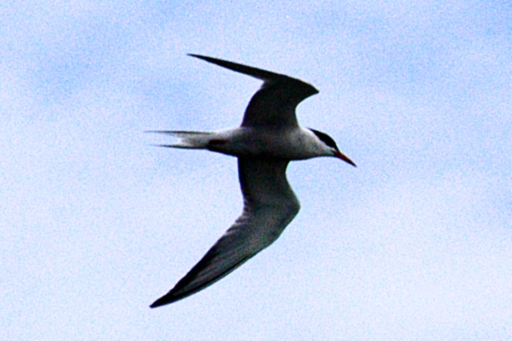 southbeach tern