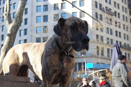 Brindle Great Dane. canined rindle great dane