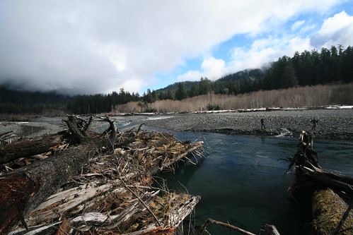 Scenic Skunking on the Hoh River