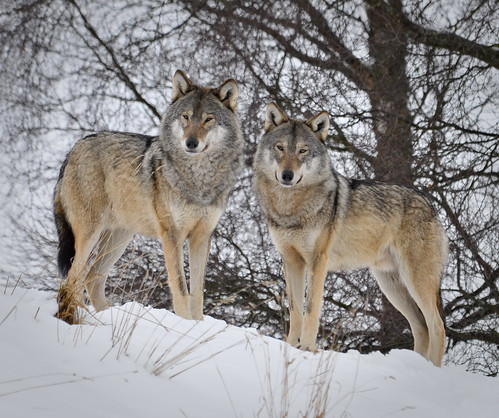 Wolf Pair (D3A_0902)