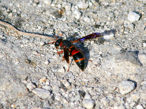 Colorful Wasp 20090316