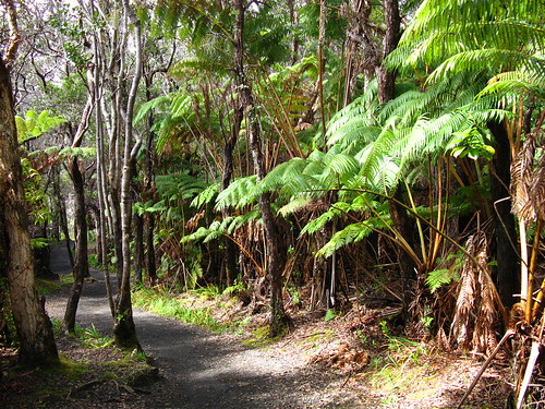 Kilauea Iki trail tree ferns (Sadleria sp.) and Metrosideros polymorpha
