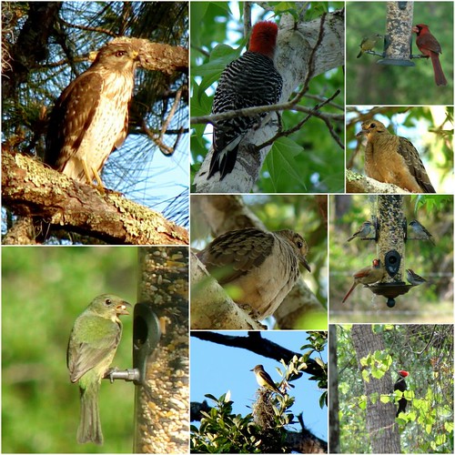 Bird Sanctuary on Pollywog Creek