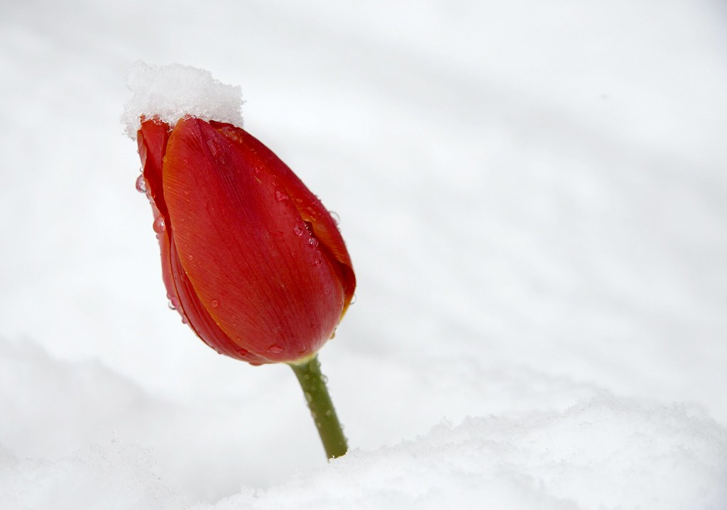 Red Tulip Capped with Snow - 303/365