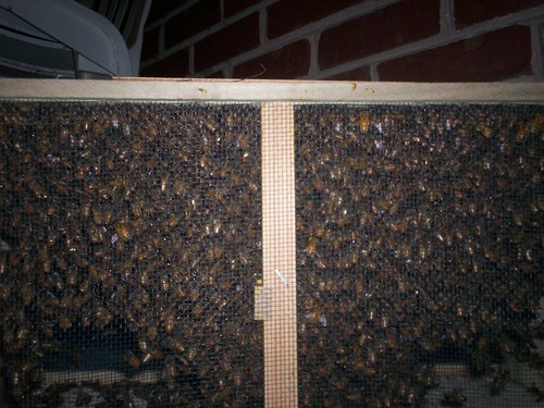 our bees clustering in the shipping box