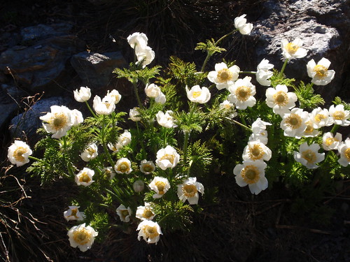 Western Pasque Flower 09