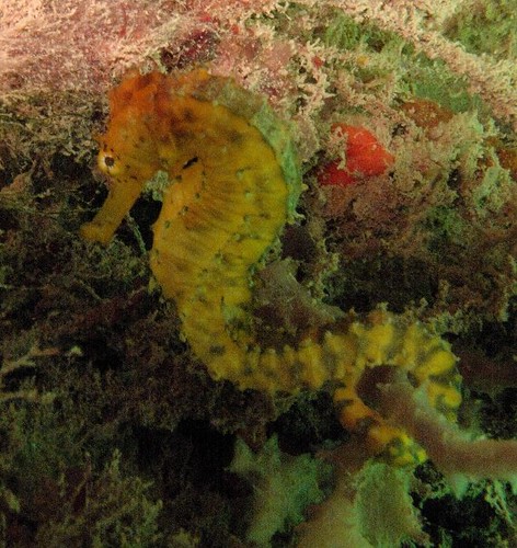 Tigertail seahorse