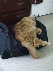 Jasper napping on the duffle bag