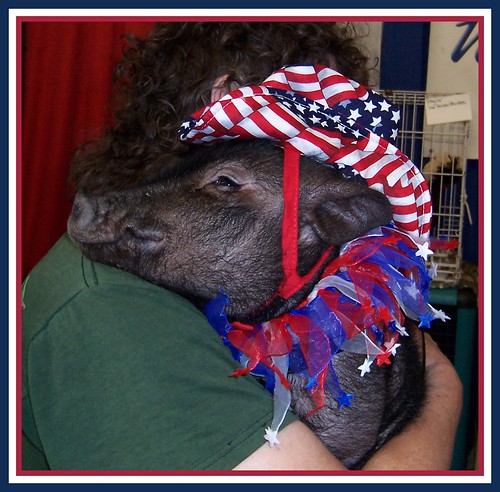 Patriotic Piggy...