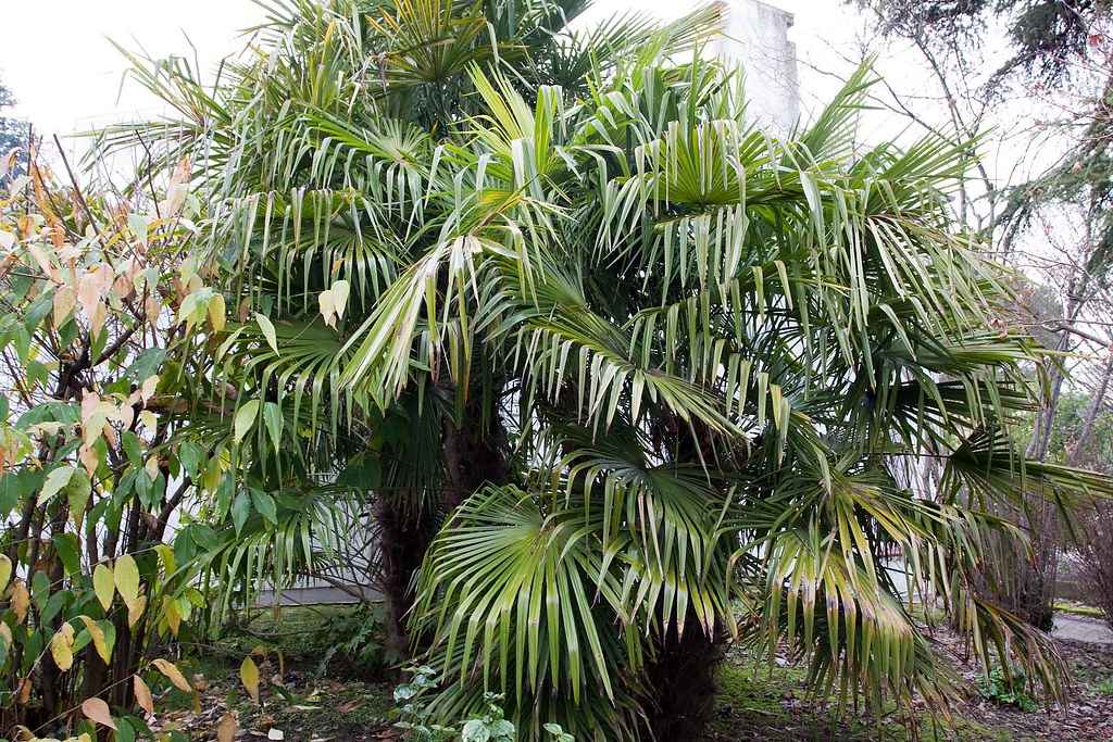Trachycarpus fortunei group