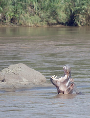 Hippos having fun in the Shire river 1