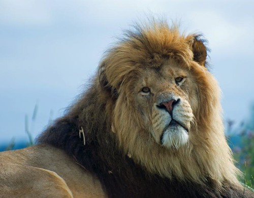 Spike, the head of the lion pride at Whipsnade Zoo