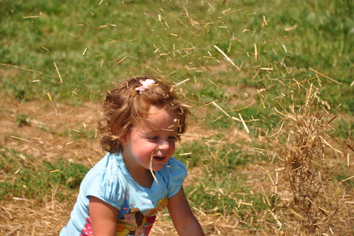 Annie throwing hay