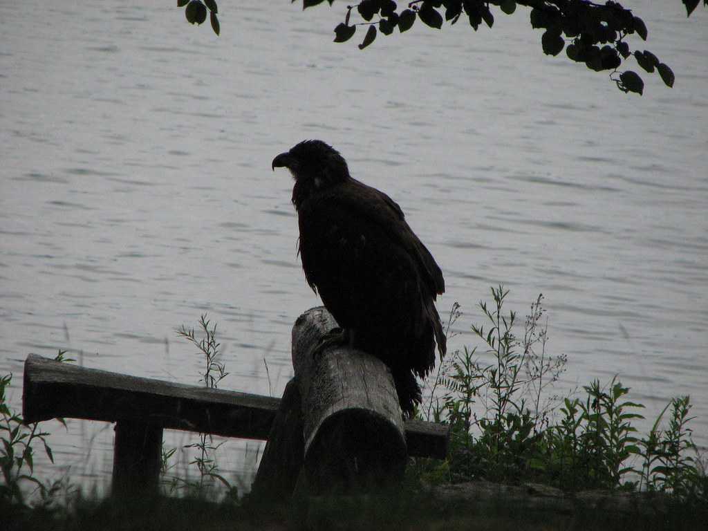 Eagle, recently fledged