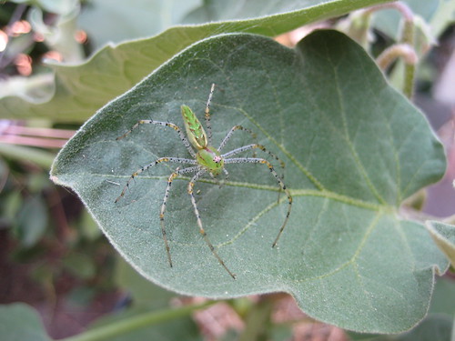 green spider on eggplant leaf