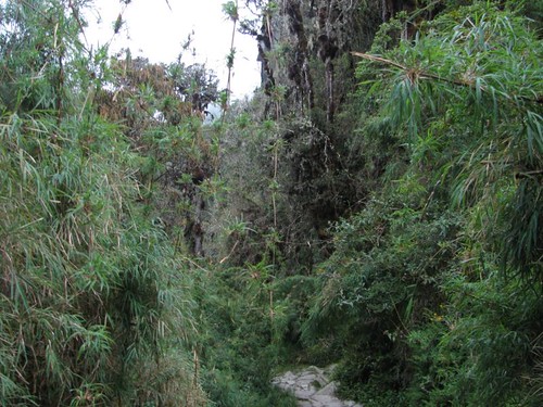 dense bamboo surrounding trail