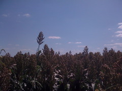 Iowa sorghum field.