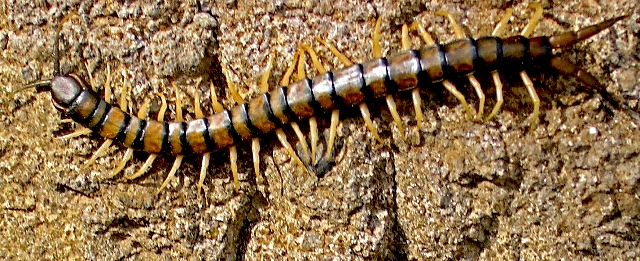 Centipede, Hawaii