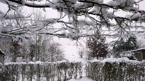 Heavy snowfall in garden 17.02.2009