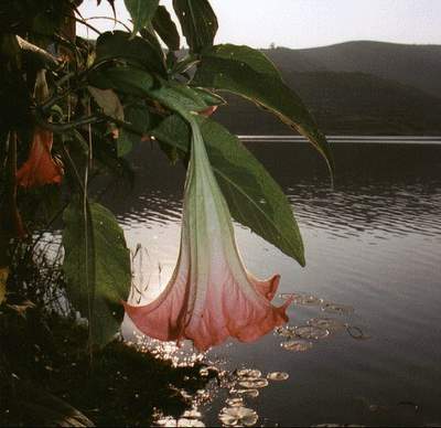 Flower on Lake Victoria