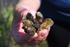 Zebra mussels are an invasive species that arrived through ballast water