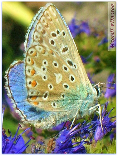 Fluttering butterfly