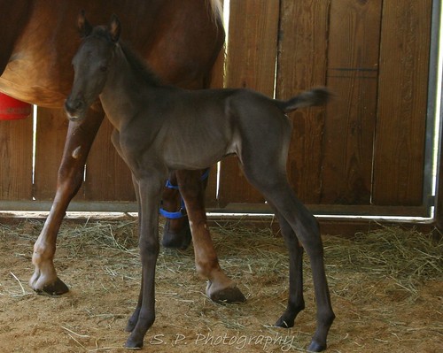 New baby horse