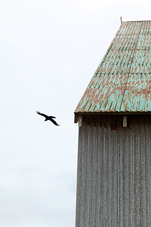 raven flying, Craig, Alaska