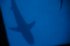 Caribbean Shark