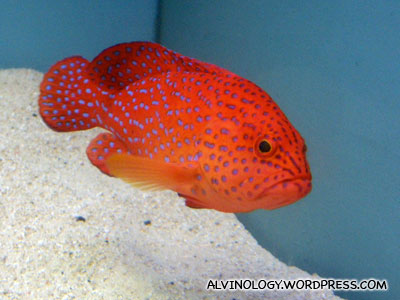 fierce-looking red fish