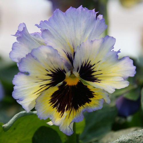 Spring Pansy Flowers at Williams