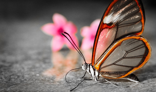 Transparent Butterfly by thefost