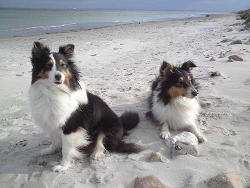 Tiffy und Islay am Strand bei Damp