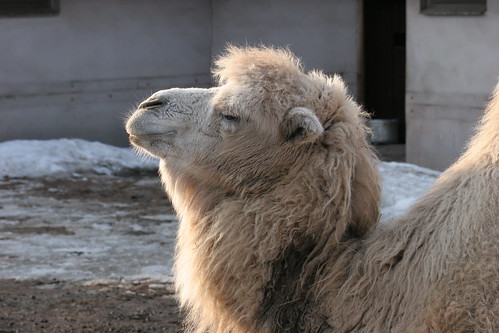 Camel / Moscow zoo ©  Elena Pleskevich