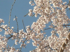 Cherry Blossoms Touch the Sky