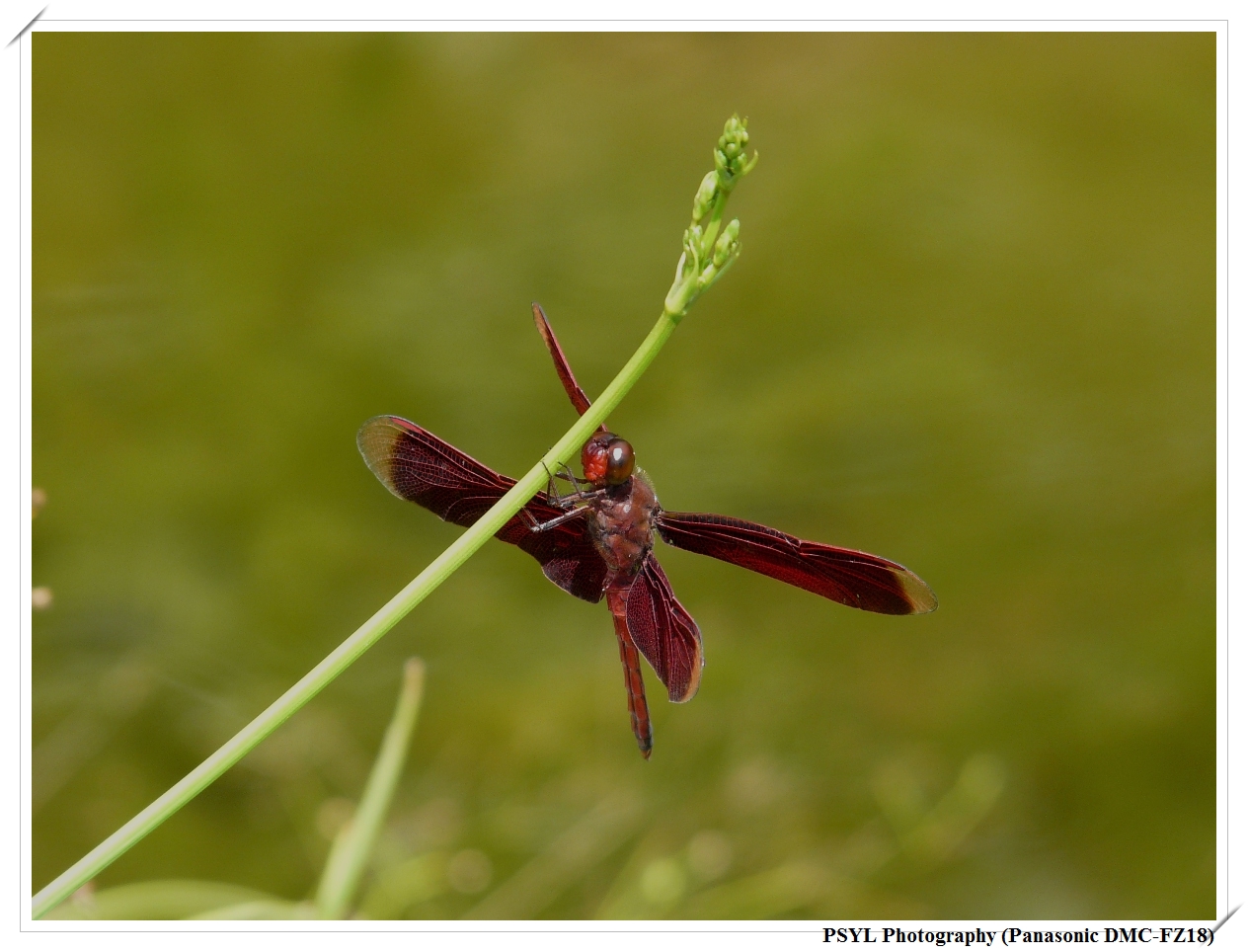 Red Percher (Neurothemis ramburii ramburii) - 善變蜻蜓