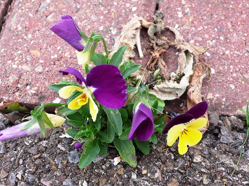 Pansies in the concrete, Hornchurch