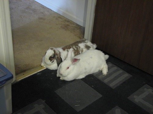 bunnies in doorway