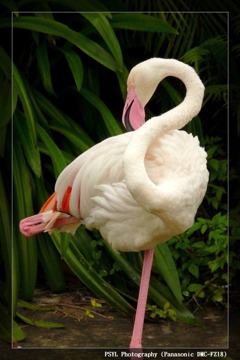 Greater Flamingo (Phoenicopterus ruber) - 大紅鶴