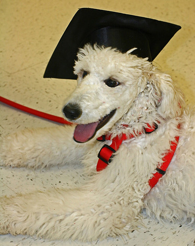 Rio Lobo at Graduation Rio graduated from his puppy class today.