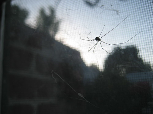 window spider
