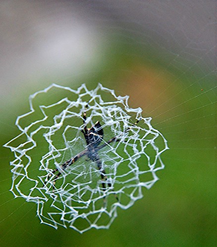 Spider spinning lace one sunny morning... oh what webs we weave
