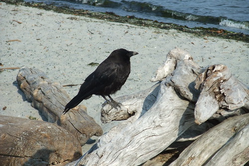 crows own beach