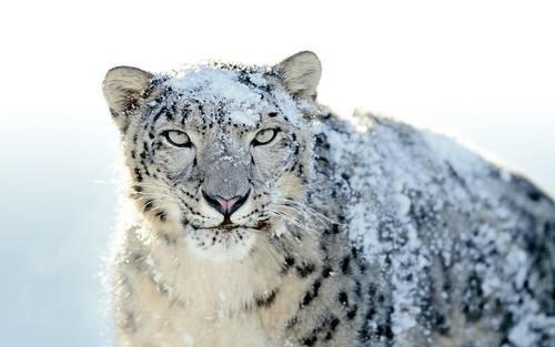 snow leopard mac os x wallpaper. Snow Leopard OS X Wallpapers
