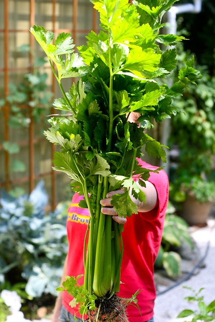 Homegrown Celery
